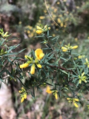 Pultenaea pedunculata
