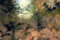 Pugnaso curtirostris