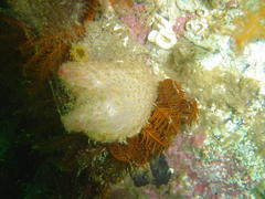 Ascidia incrassata