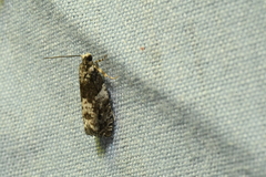 Gypsonoma adjuncta