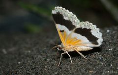 Pingasa ruginaria pacifica