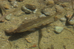 Hesperoleucus symmetricus