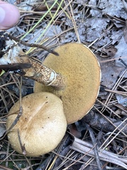 Suillus intermedius
