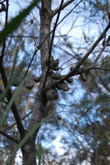 Hakea eriantha