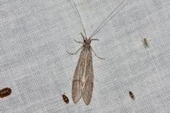 Triplectidinae