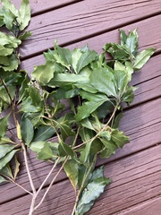 Pittosporum undulatum