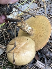 Suillus intermedius