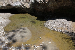 Hesperoleucus symmetricus