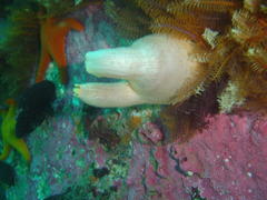 Ascidia incrassata