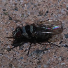 Anthomyia medialis