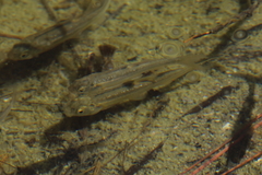 Hesperoleucus symmetricus