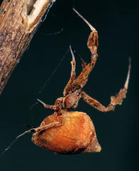 Uloborus plumipes