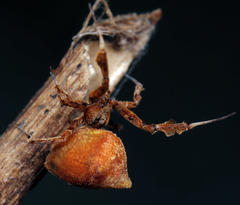 Uloborus plumipes