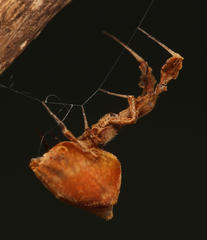 Uloborus plumipes
