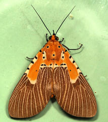Asota speciosa