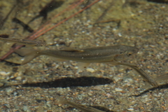 Hesperoleucus symmetricus