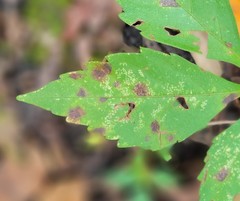 Phyllosticta parthenocissi