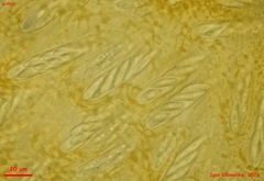 Chloroscypha alutipes