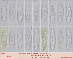 Chloroscypha alutipes