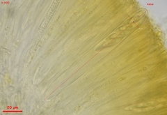 Chloroscypha alutipes