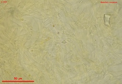 Chloroscypha alutipes