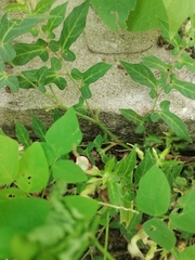 Aristolochia nelsonii