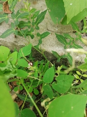 Aristolochia nelsonii