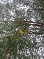 Astianthus viminalis