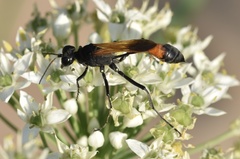 Ammophila placida