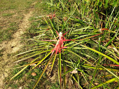 Bromelia serra