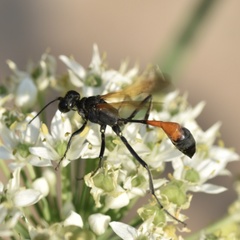 Ammophila placida