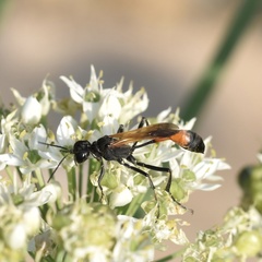 Ammophila placida