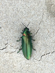 Chrysochroa