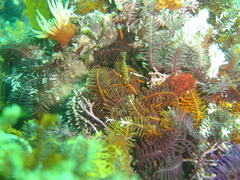 Hippolyte catagrapha