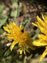 Osmia cornifrons