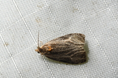 Olethreutes quadrifidum