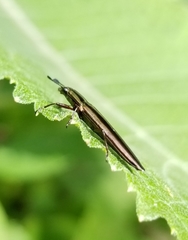 Languriinae