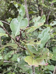 Coccoloba diversifolia