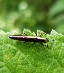 Languriinae