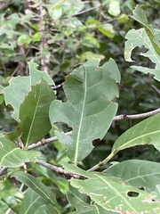 Coccoloba diversifolia