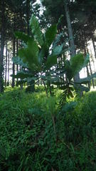 Anthocleista grandiflora