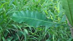 Anthocleista grandiflora