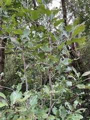 Coccoloba diversifolia