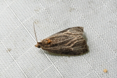 Olethreutes quadrifidum