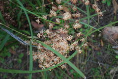 Lomandra multiflora multiflora