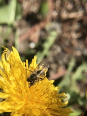 Osmia cornifrons
