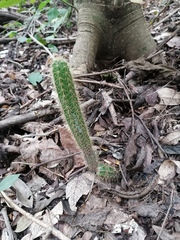 Acanthocereus hesperius