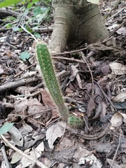 Acanthocereus hesperius