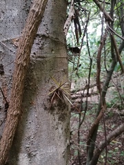 Xylosma flexuosa