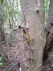 Xylosma flexuosa